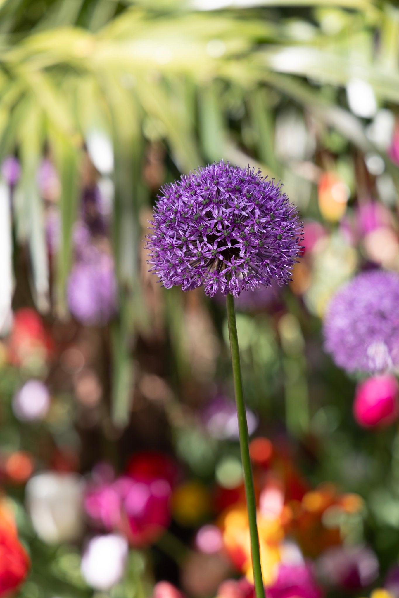 Violette Zierlauch-Kugel auf hohem Stiel über einem Frühlingsbeet